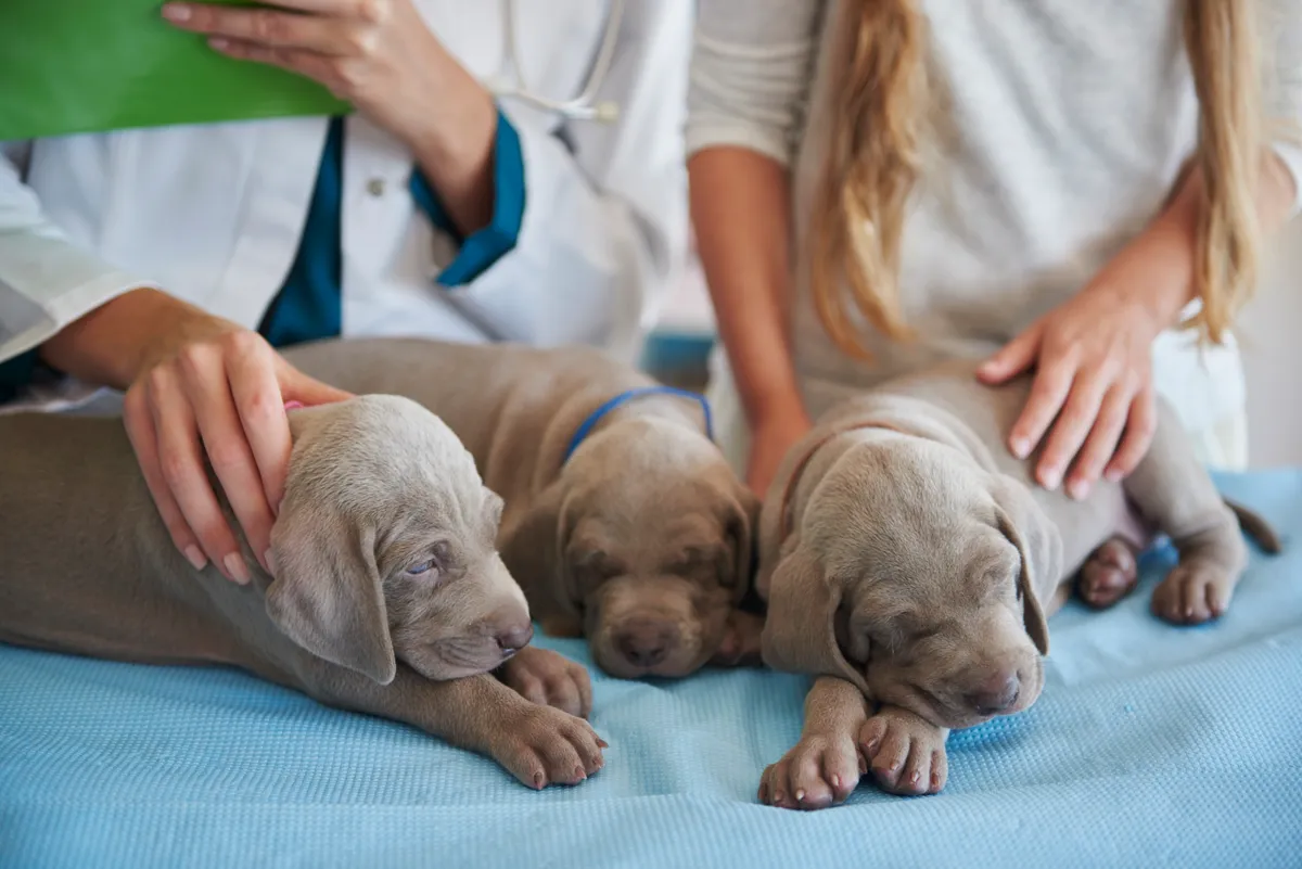 Centro de Reabilitação Veterinária Flor de Lótus - Serviços para Pets em Itatiba em Itatiba, SP
