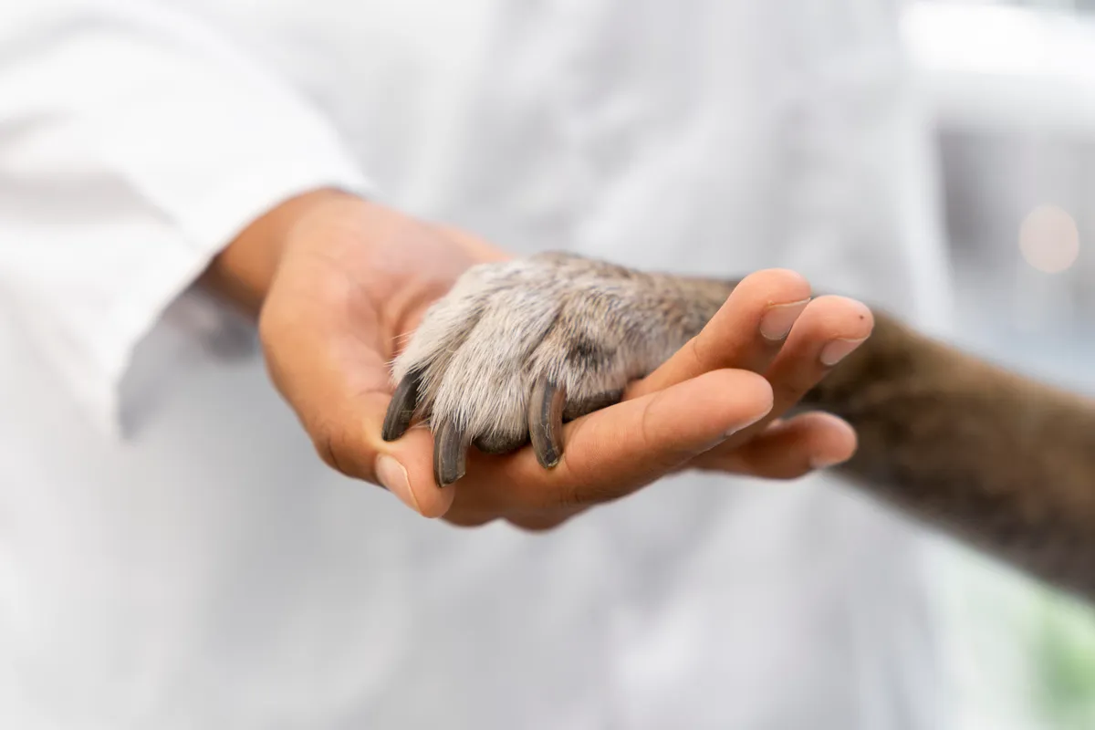 Flor de Lótus Veterinária - Serviços para Pets em Itatiba em Itatiba, SP